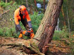 Best Seasonal Cleanup (Spring/Fall)  in Wadesboro, NC